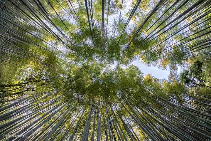 Bambus Wald